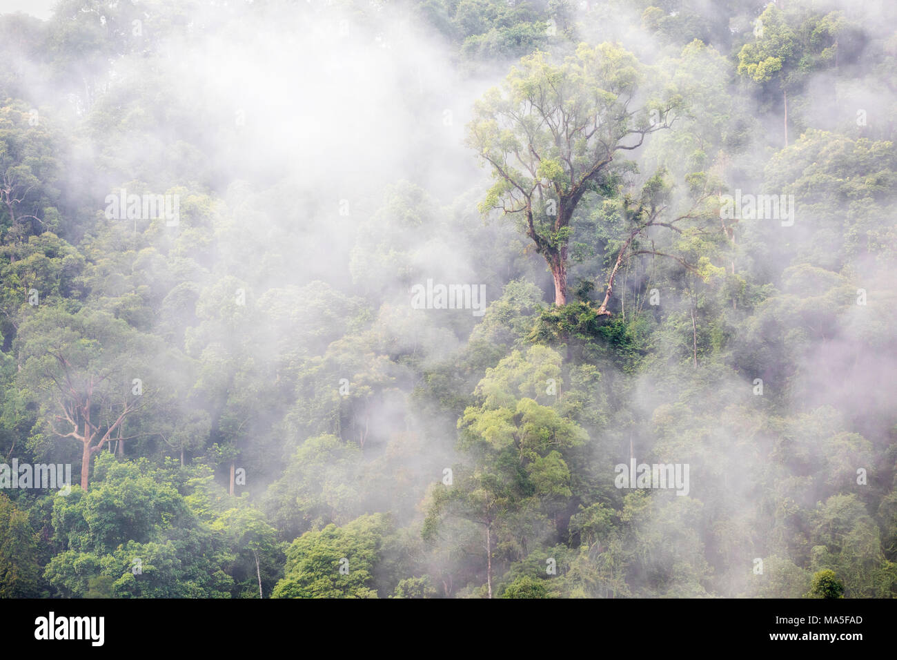 Gunung Leuser National Park, Northern Sumatra, Indonesia, Asia Stock Photo