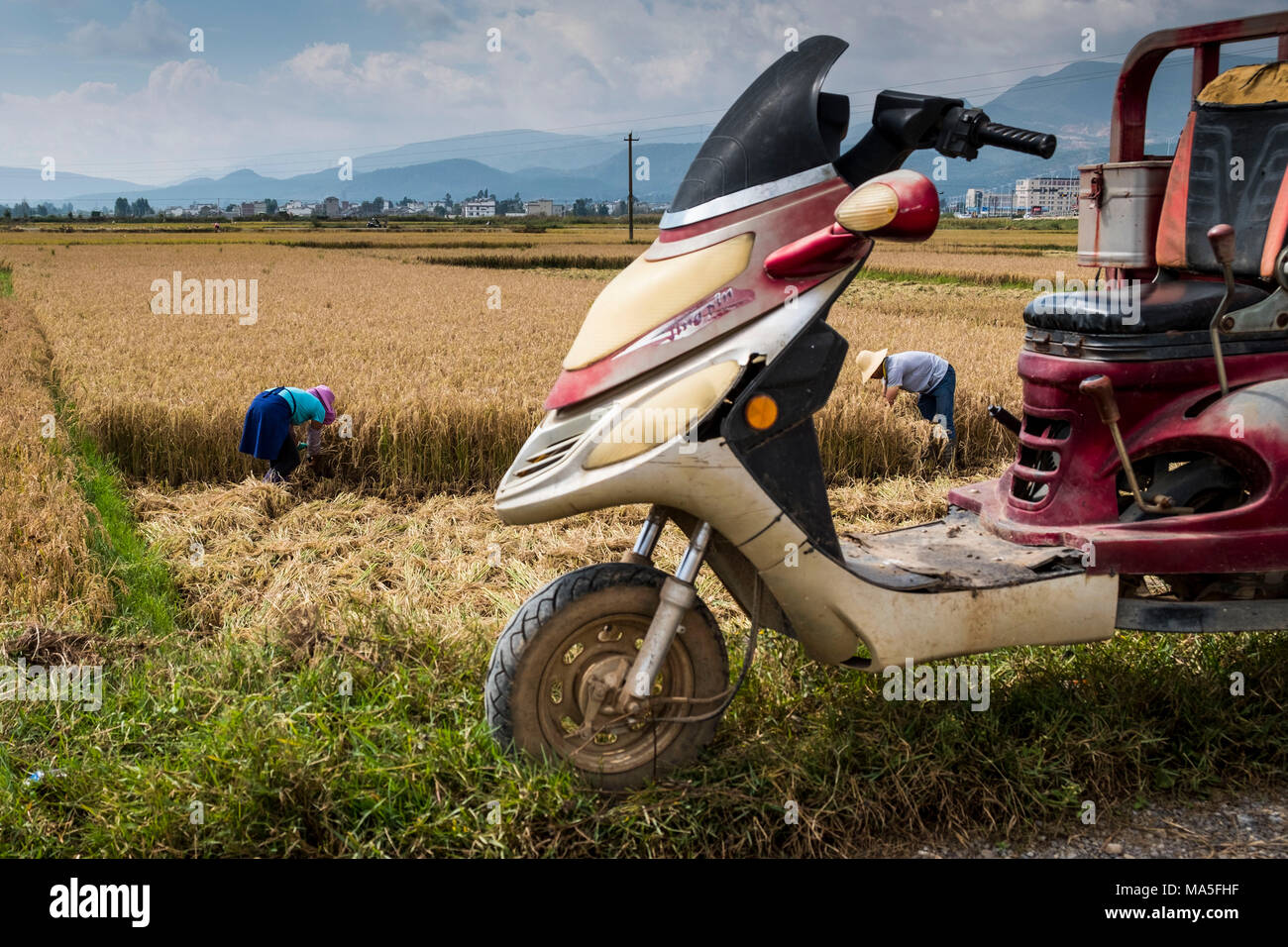 Rice pickers, Yunnan Province, China, Asia, Asian, East Asia, Far East Stock Photo
