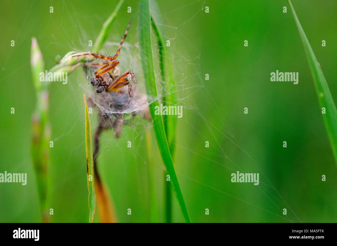 Close-up of a spider in its web eating its prey, Shot with:…