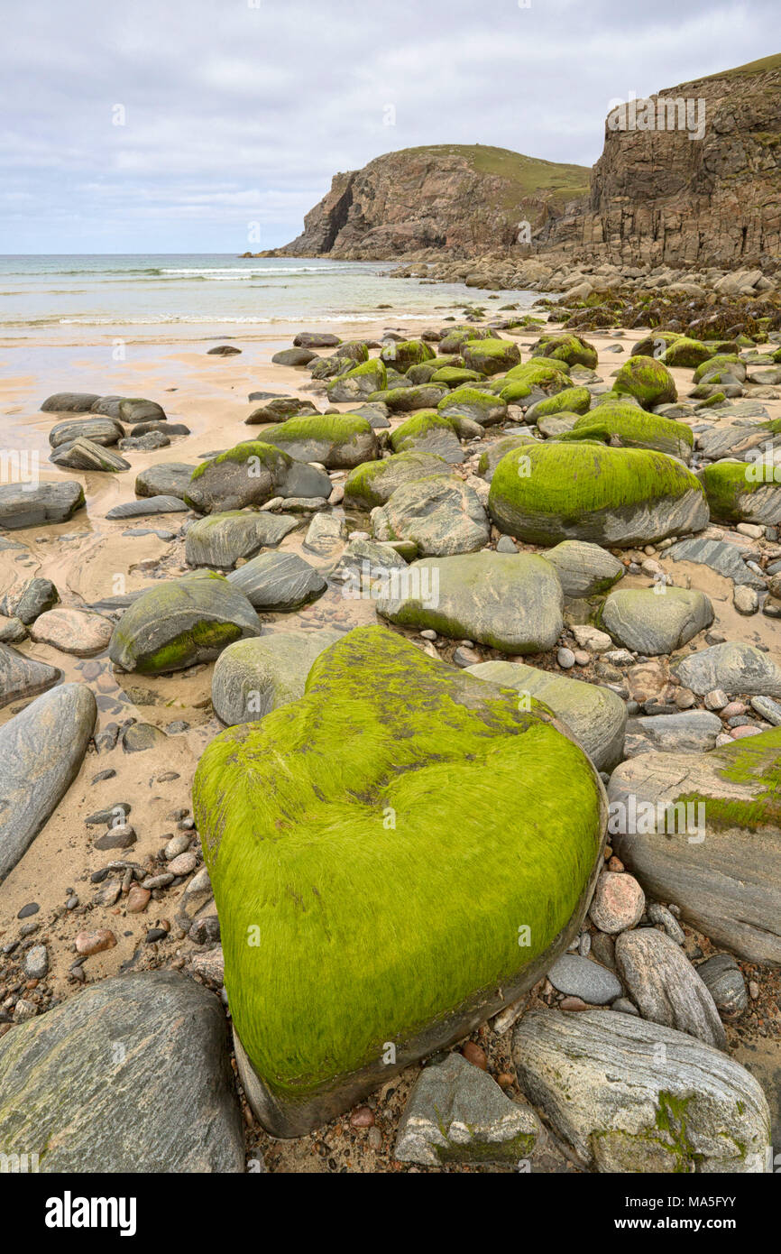 close up of stones covered by seaweed, Dailbeag beach, Isle of Lewis, western scotland,United Kingdom Stock Photo