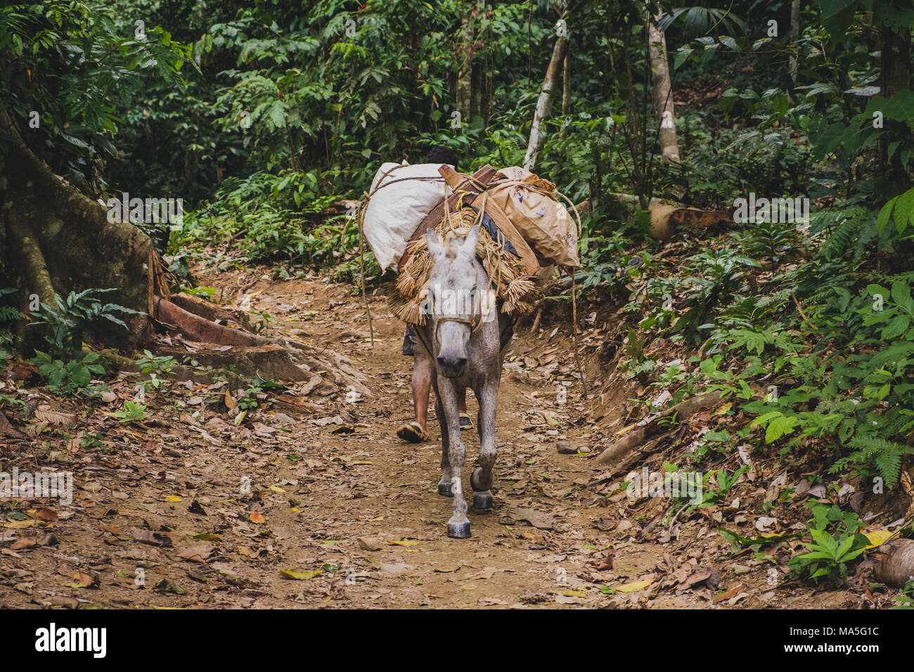 pack horse carrying goods in jungle / forest  landscape, Stock Photo