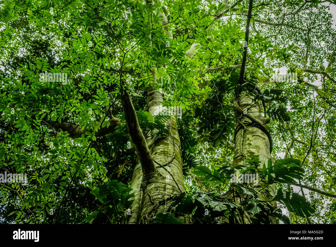 overgrown tree in jungle - looking up in forest / rainforest Stock Photo