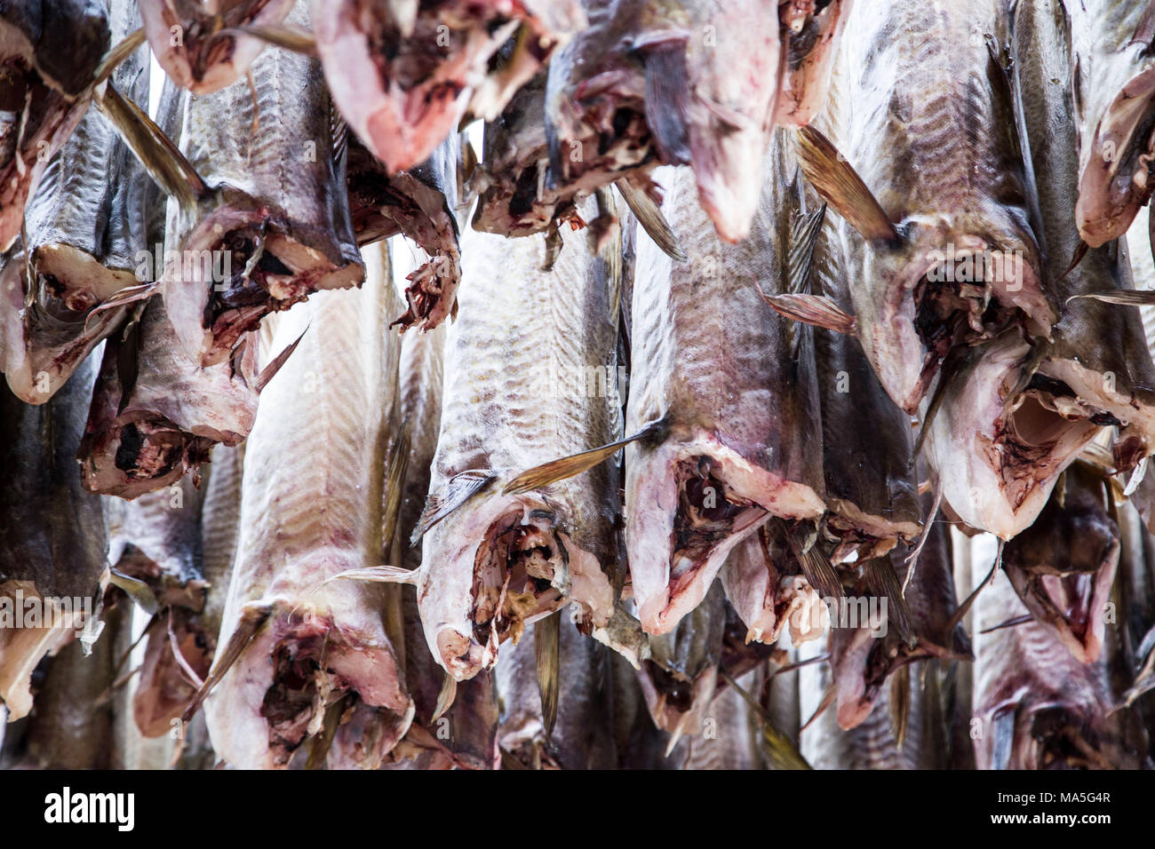 Dried cod in Lofoten Islands, Norway Stock Photo Alamy