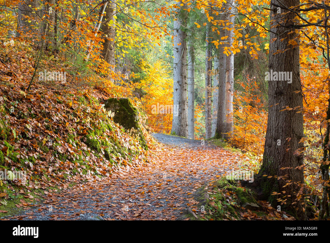 Pathway in the forest during autumn. Flims, Switzerland, Europe Stock Photo