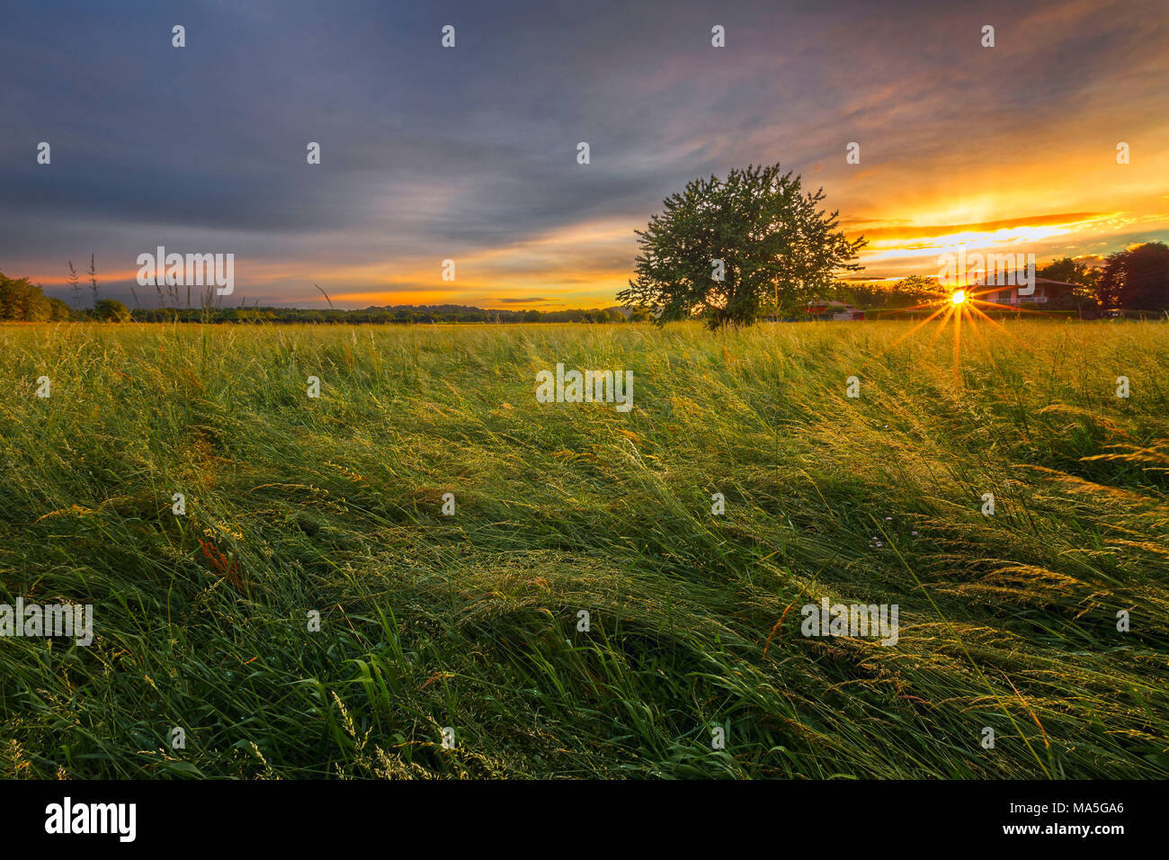 Lonely tree in a field at sunset, Como province, Lombardy, Italy, Europe Stock Photo