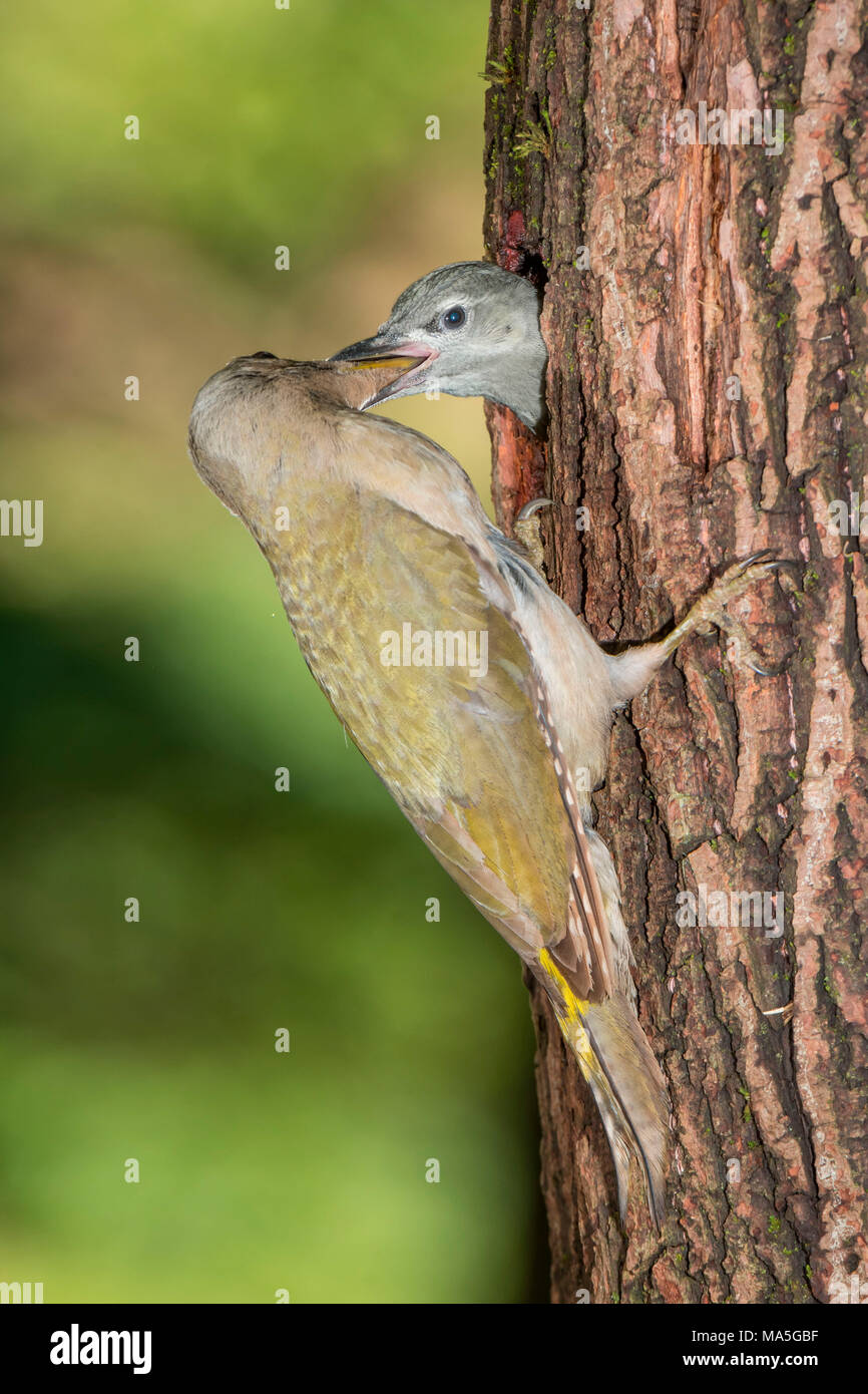 The grey-headed woodpecker feeds its young, Trentino Alto-Adige, Italy Stock Photo