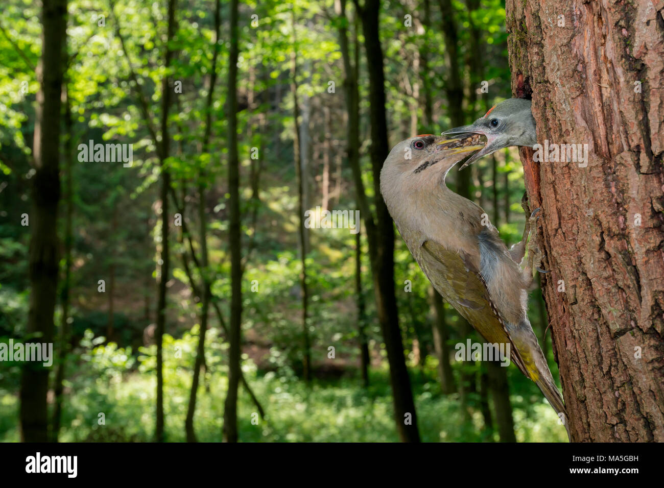 The grey-headed woodpecker feeds its young, Trentino Alto-Adige, Italy Stock Photo