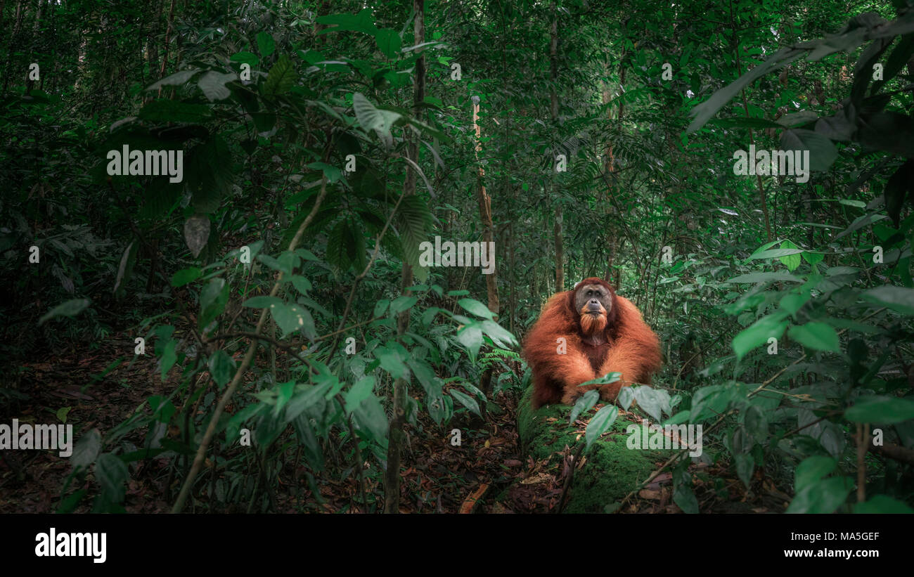 Sumatran orangutan sitting on a log in Gunung Leuser National Park, Northern Sumatra. Stock Photo