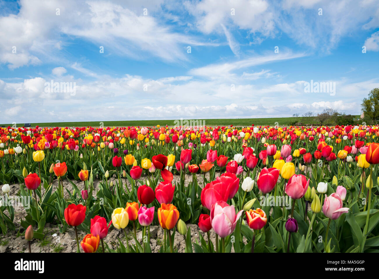 Field of multicoloured tulips. Yersekendam, Zeeland province, Netherlands. Stock Photo