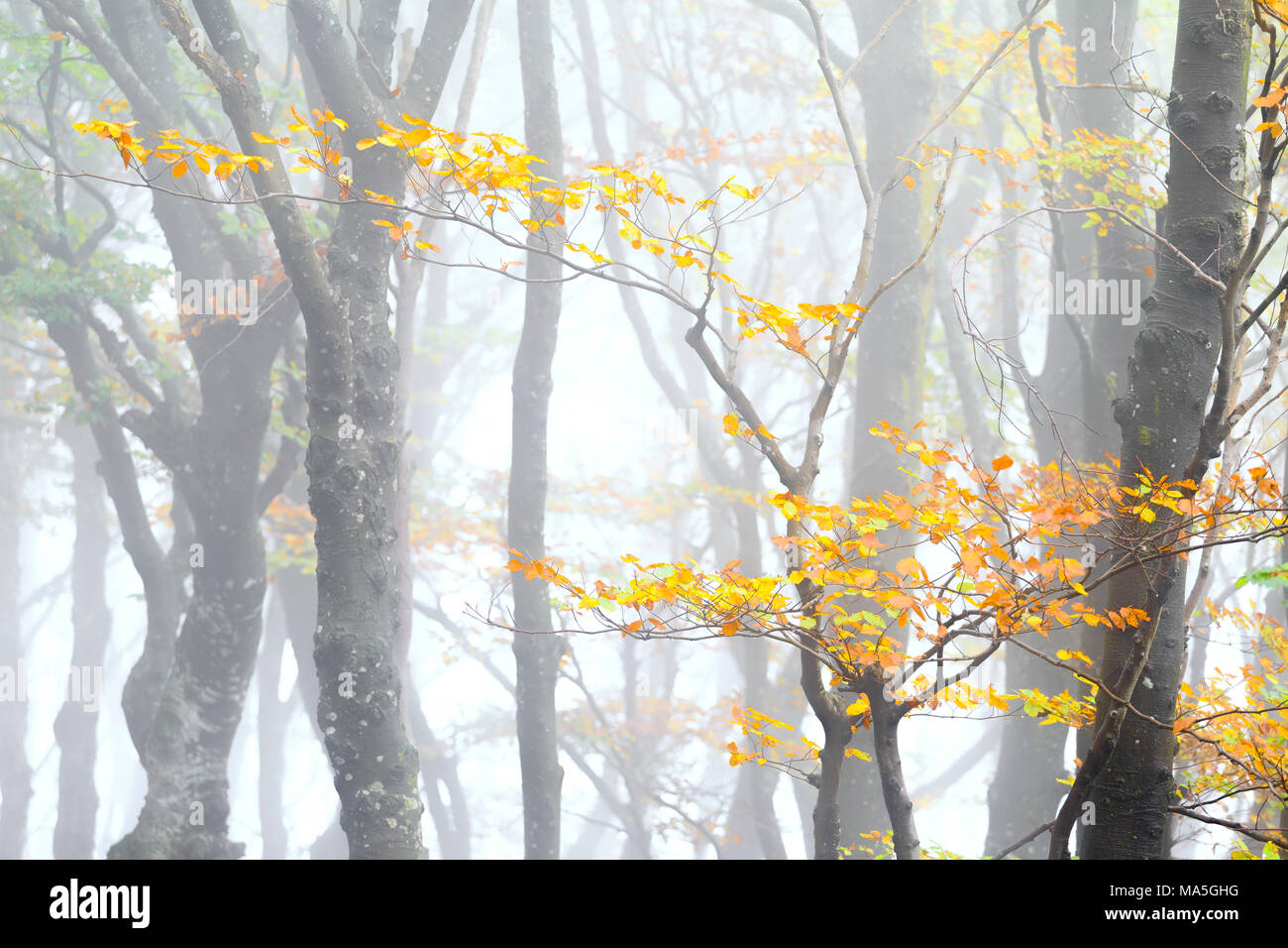 Branch of a tree with leaves in autumn garment during a foggy day. Montemezzo, Como Lake, Lombardy. Italy. Stock Photo