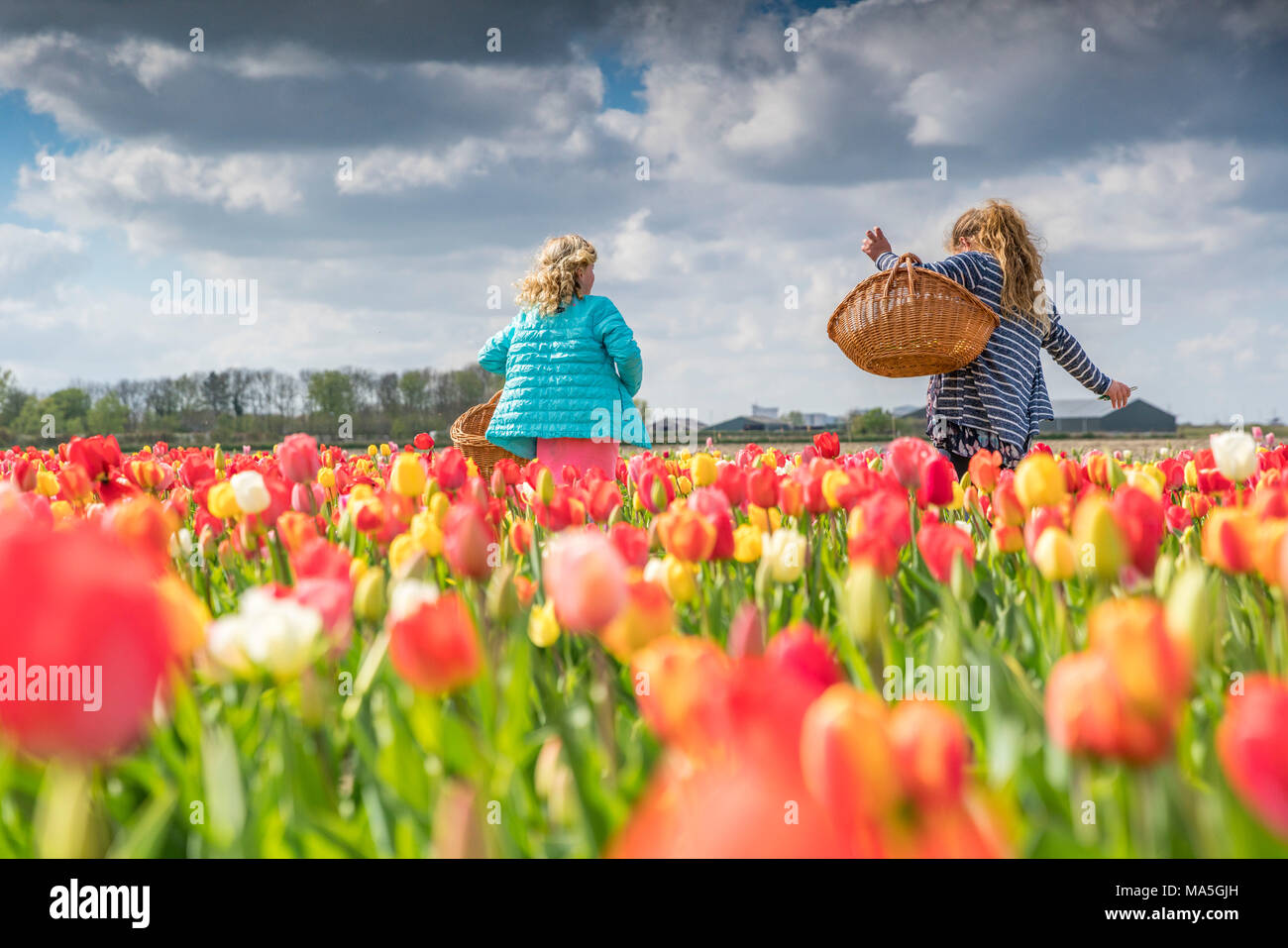 Two blonde young women picking up tulips in a field. Yersekendam, Zeeland province, Netherlands. Stock Photo