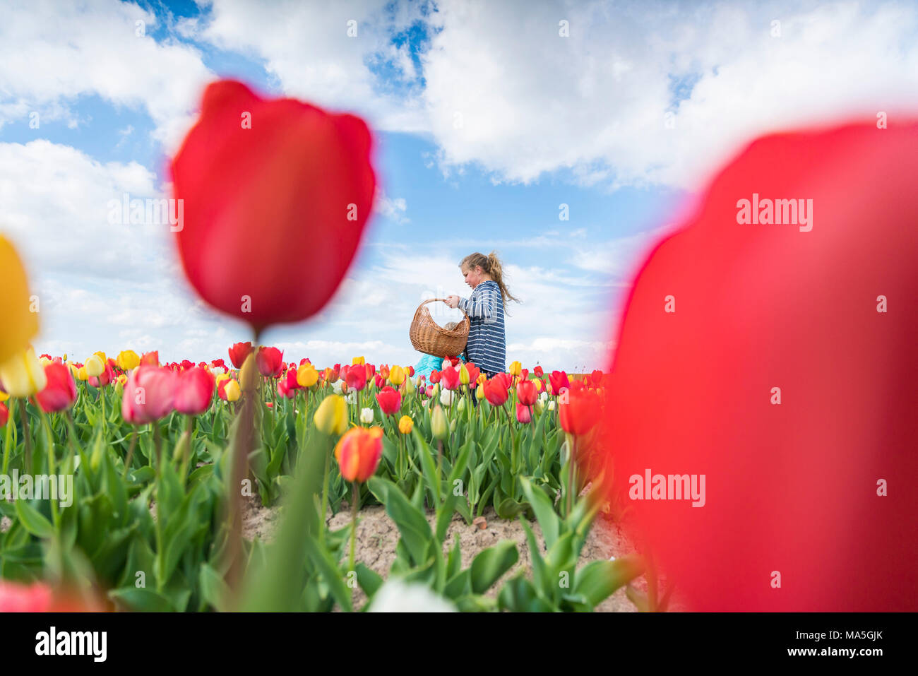 Blonde young girl picking up tulips in a field. Yersekendam, Zeeland province, Netherlands. Stock Photo