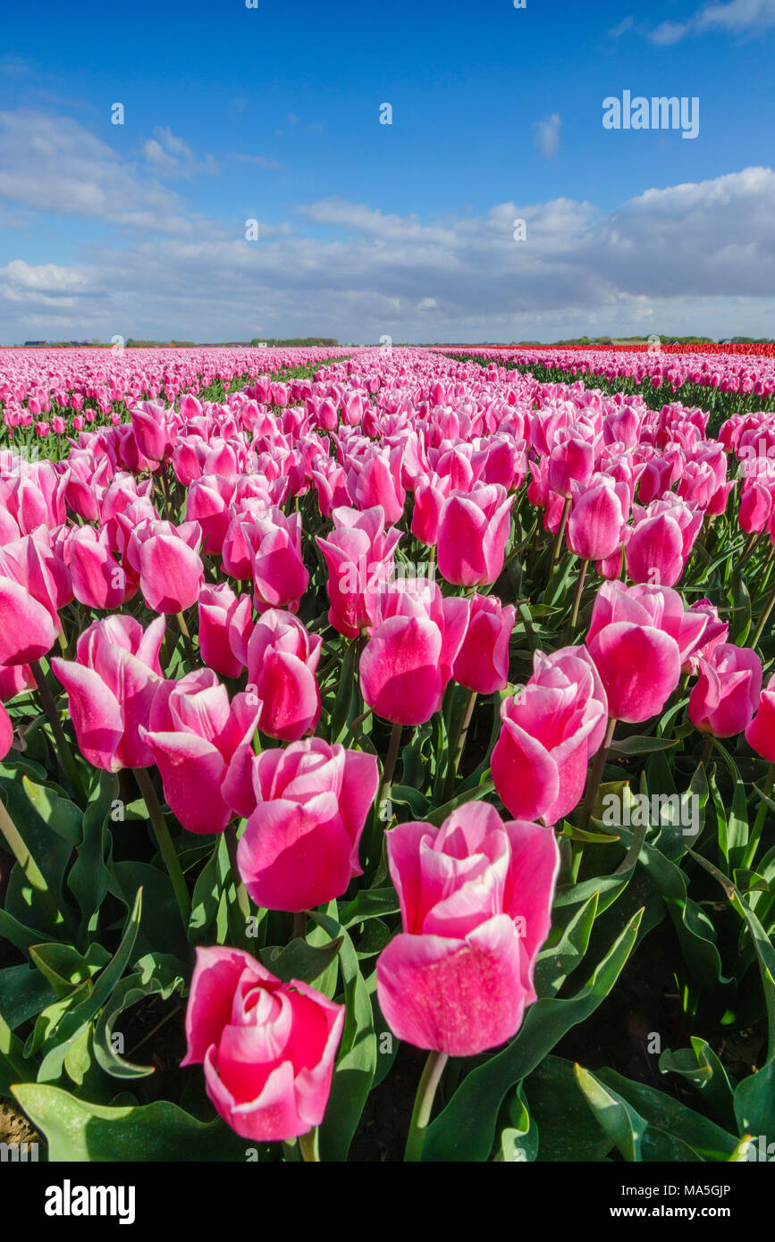 Pink clouds sky with clouds hi-res stock photography and images - Alamy