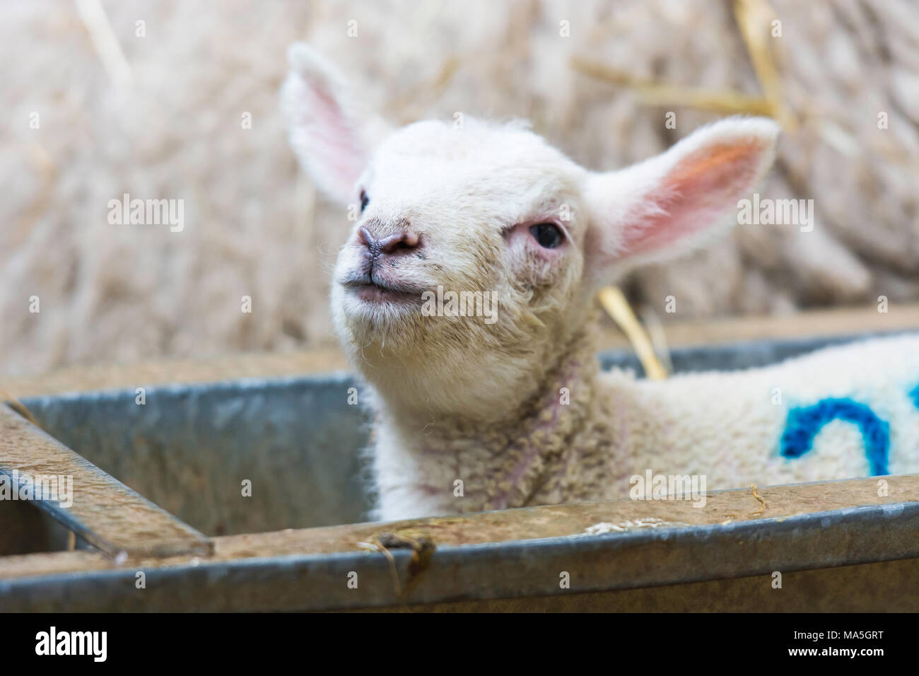 smiling lamb lying in a feed trough Stock Photo - Alamy