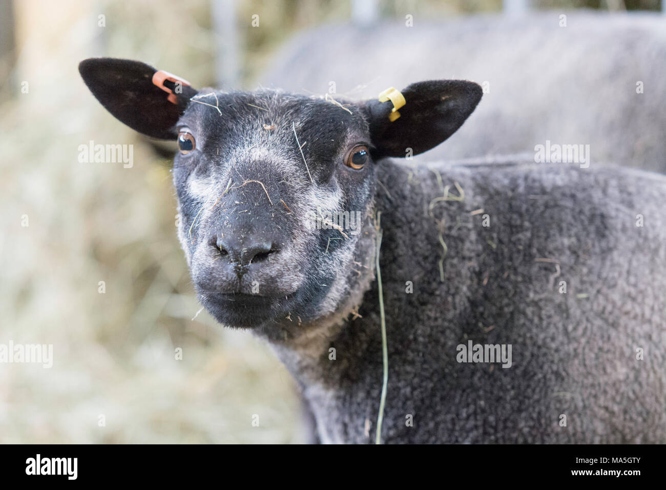 black texel sheep Stock Photo