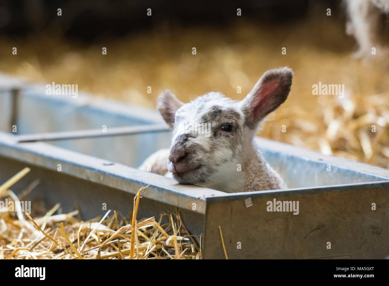 a young lamb asleep in a feed trough Stock Photo - Alamy