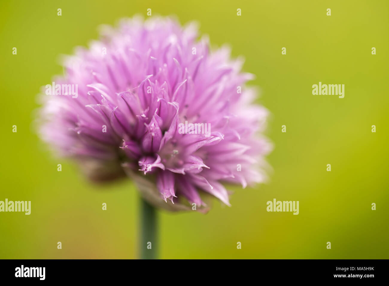Chives with beautiful purple flowering blossom on a nature green background Stock Photo