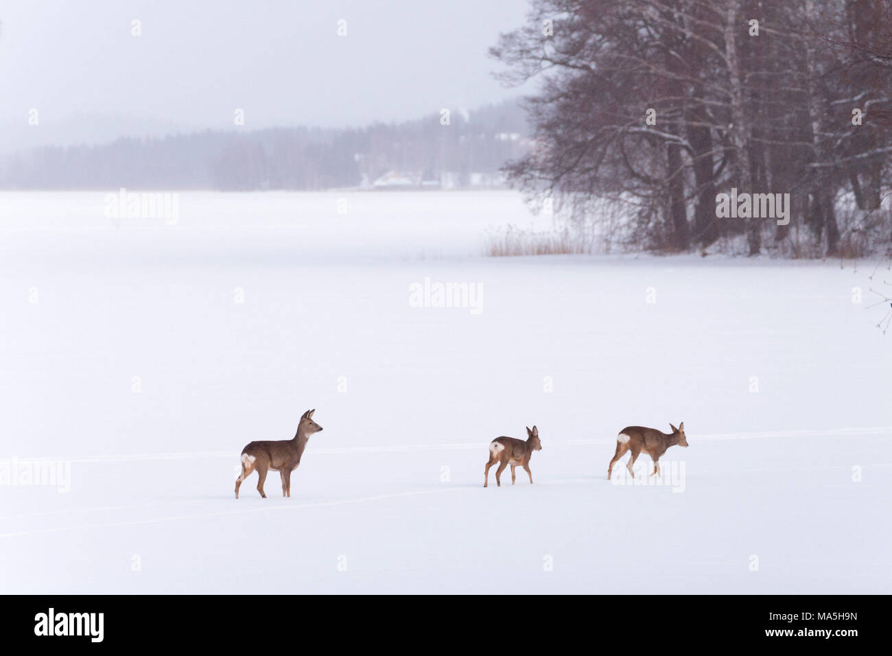 Deers On Ice Winter Scene Stock Photo Alamy alamy