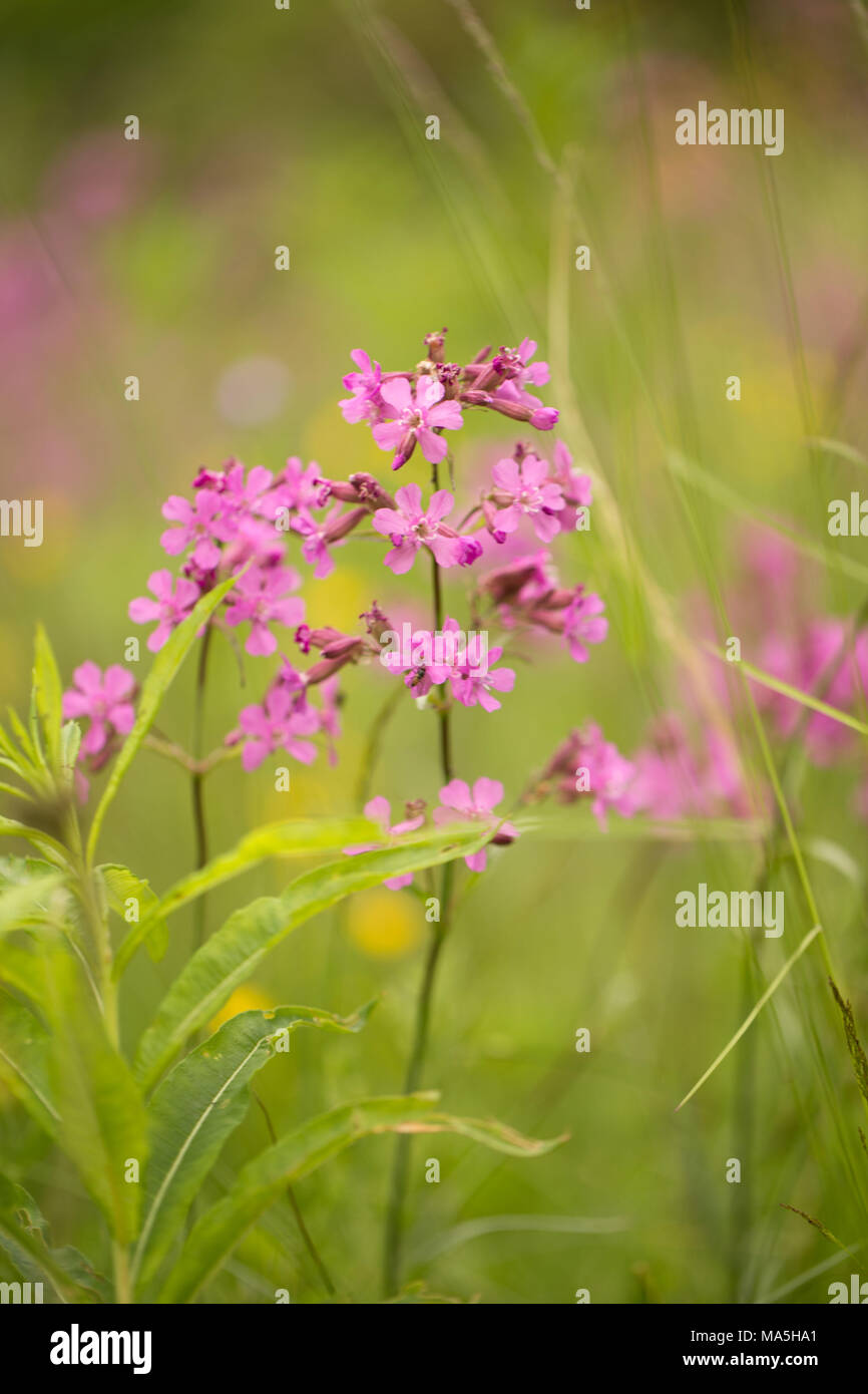 Beautiful pink meadow flowers hi-res stock photography and images - Alamy