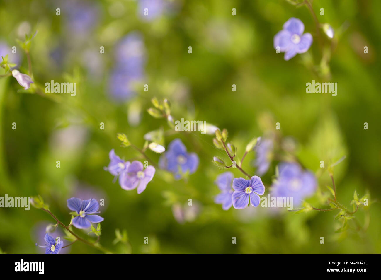 Cat's eyes flowers, Veronica chamaedrys Stock Photo Alamy