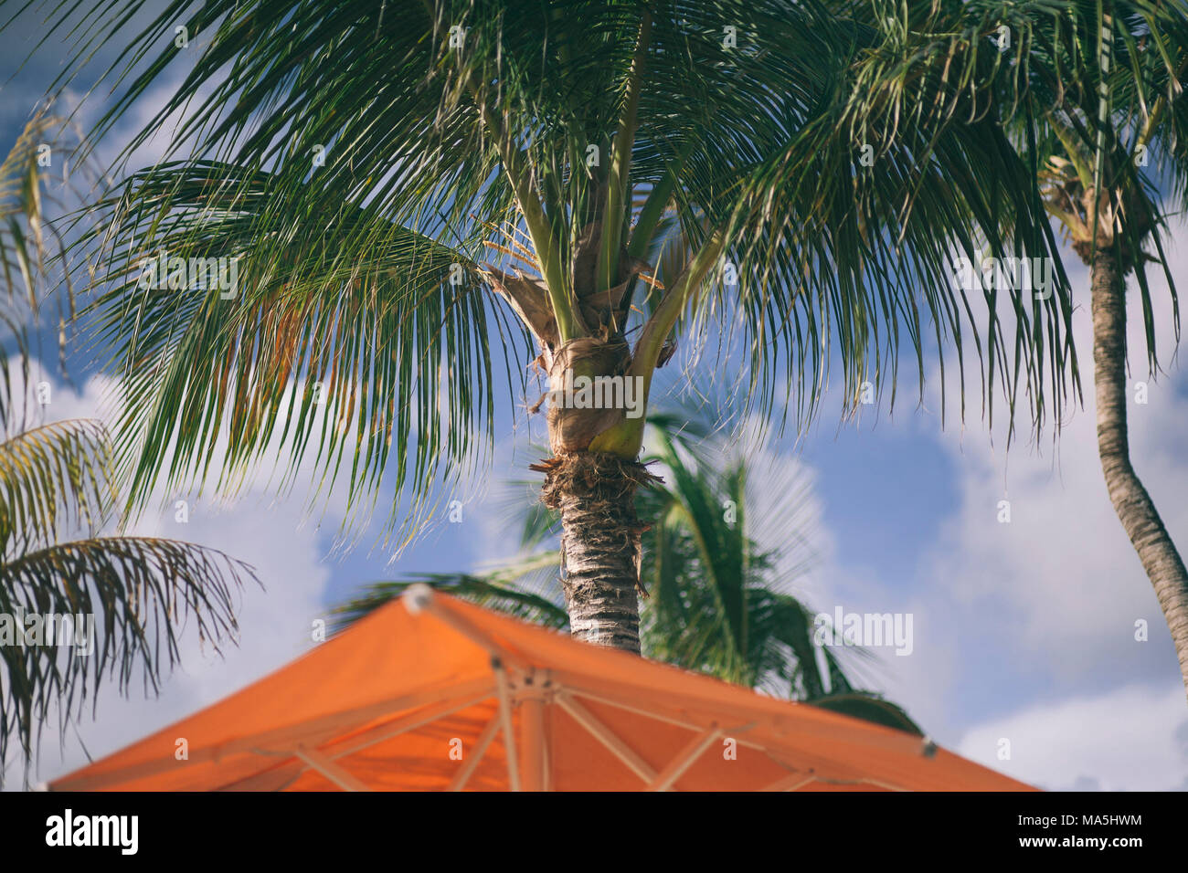 Palm trees on a beach club on bonaire island on the caribbean Stock Photo