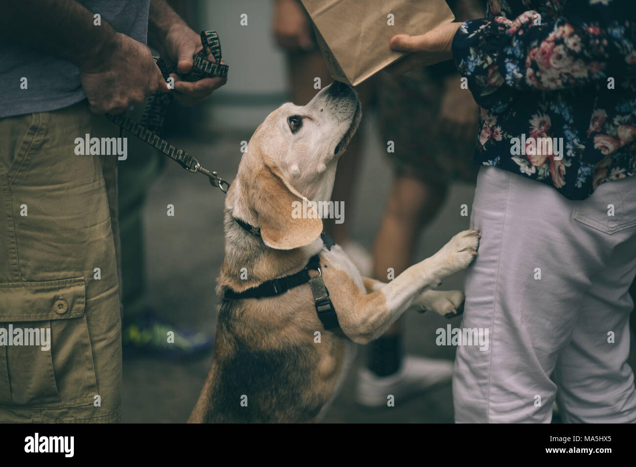 old beagle dog smelling food Stock Photo