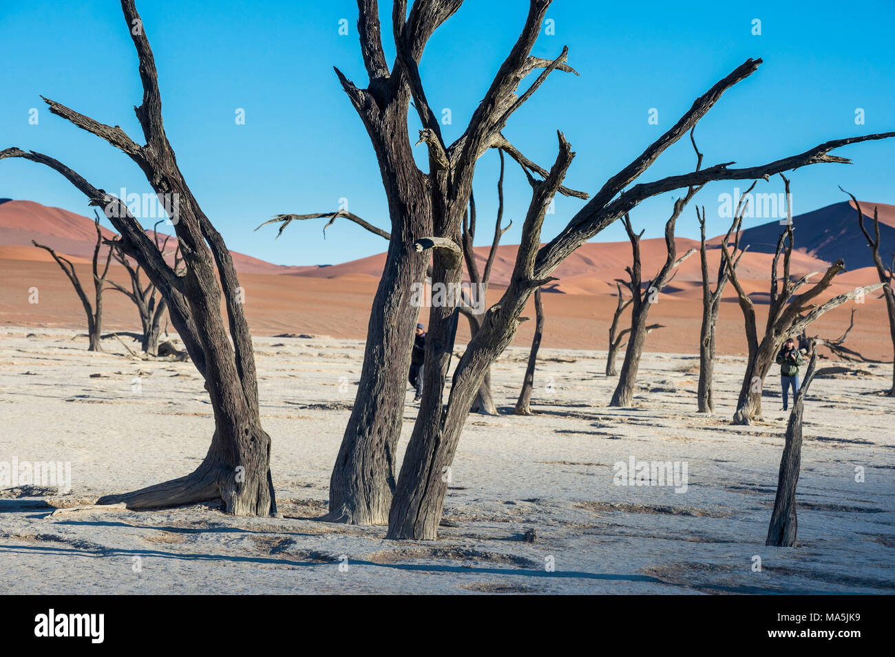 Deadvlei, an old dry lake in the Namib desert, Namibia Stock Photo