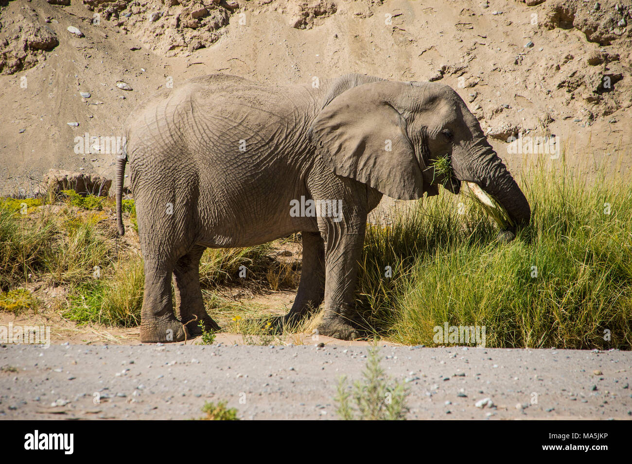 Desert or African bush elephant (Loxodonta africana), Khurab Reserve, northern Namibia Stock Photo