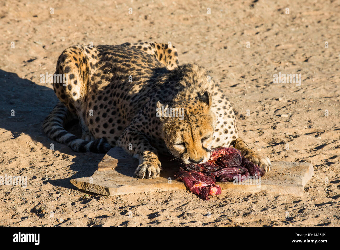 Cheetah feeding (Acinonyx jubatus), at the Quiver tree forest, Gariganus farm, Ketmanshoop, Namibia Stock Photo