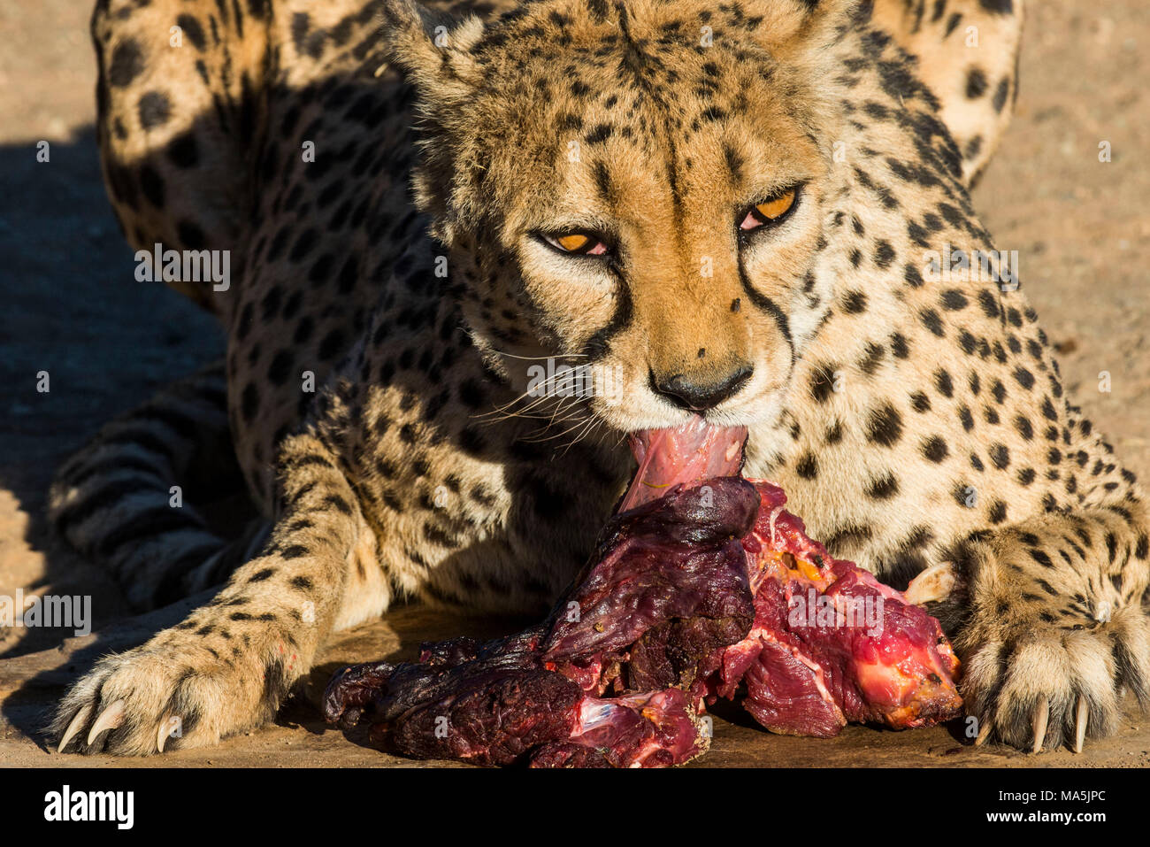 Cheetah feeding (Acinonyx jubatus), at the Quiver tree forest, Gariganus farm, Ketmanshoop, Namibia Stock Photo