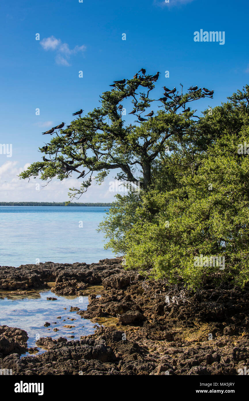 Birds on Bird Island, Tikehau, Tuamotus, French Polynesia Stock Photo