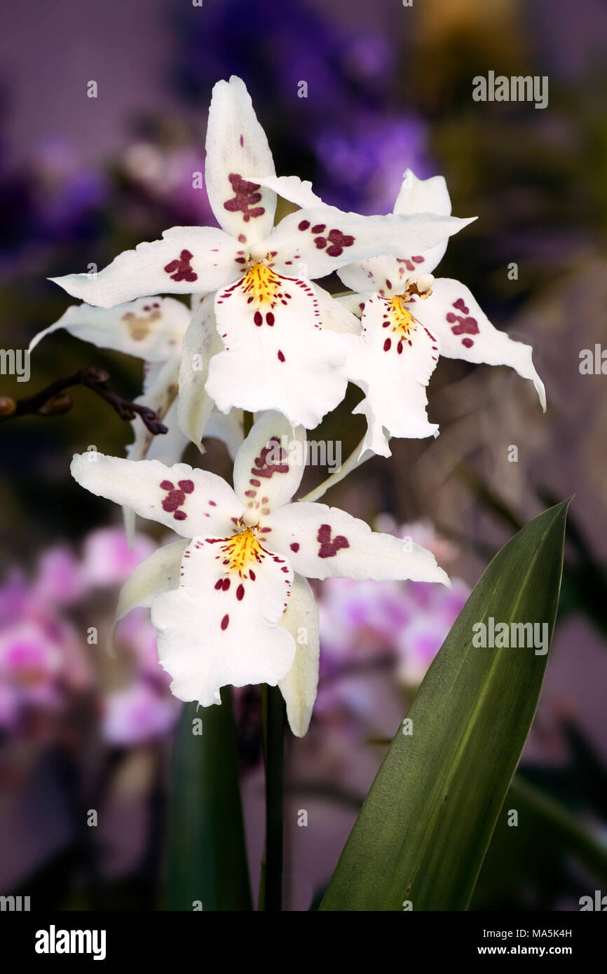 White Odontoglossum Orchid Stock Photo