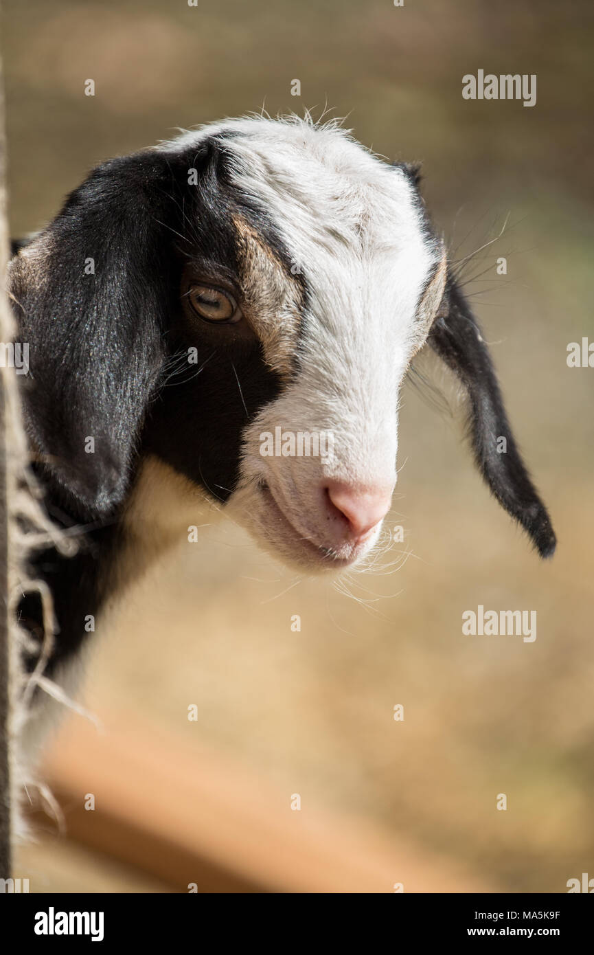 Issaquah, Washington, USA.  12 day old mixed breed Nubian and Boer goat kid curiously looking out behind a corner Stock Photo