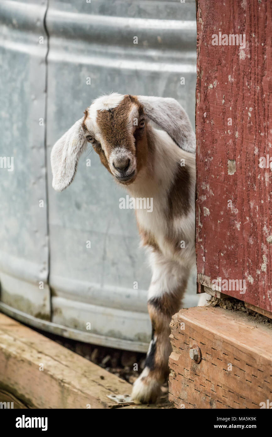 Issaquah, Washington, USA.  12 day old mixed breed Nubian and Boer goat kid curiously looking out behind a corner Stock Photo