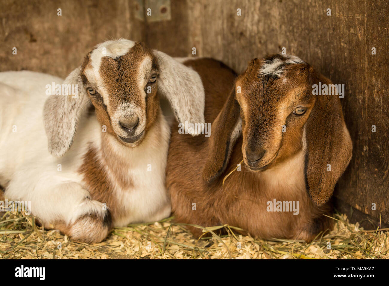 Boer Goat Kids Playing