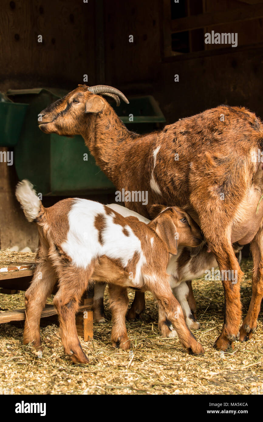 Two 12 day old mixed breed Nubian and Boer goat kids nursing Stock Photo