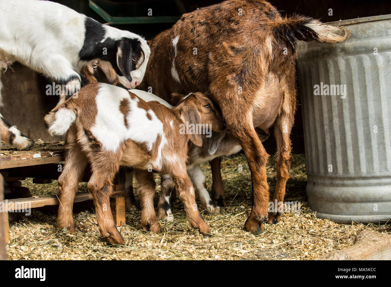 Two 12 day old mixed breed Nubian and Boer goat kids nursing as another looks on Stock Photo