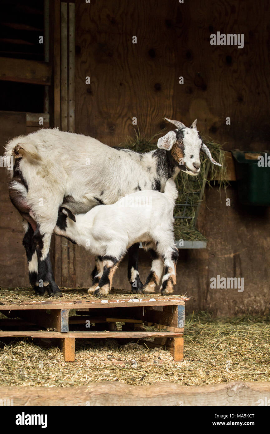 Baby goat mother hires stock photography and images Alamy