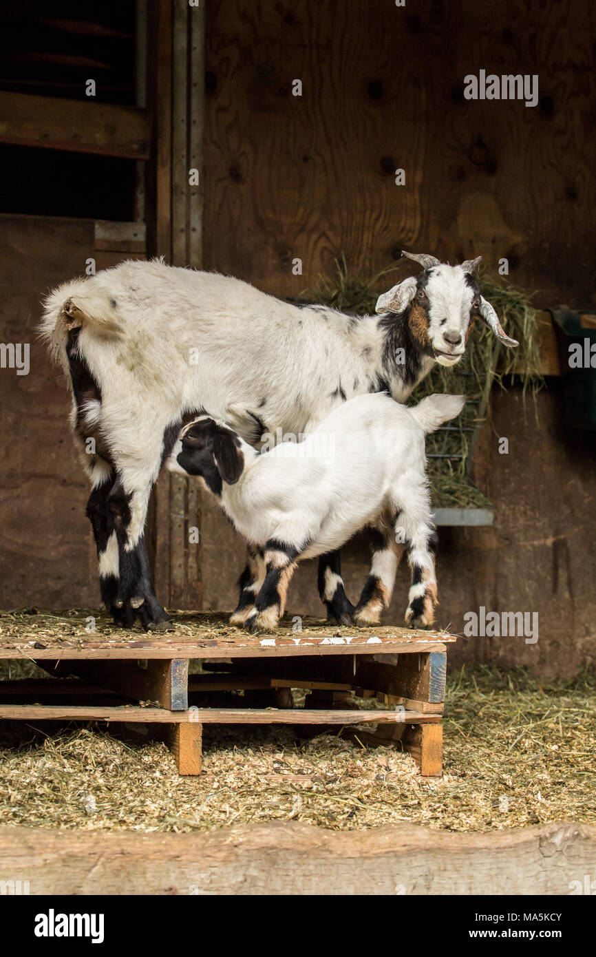 Baby goat mother hires stock photography and images Alamy