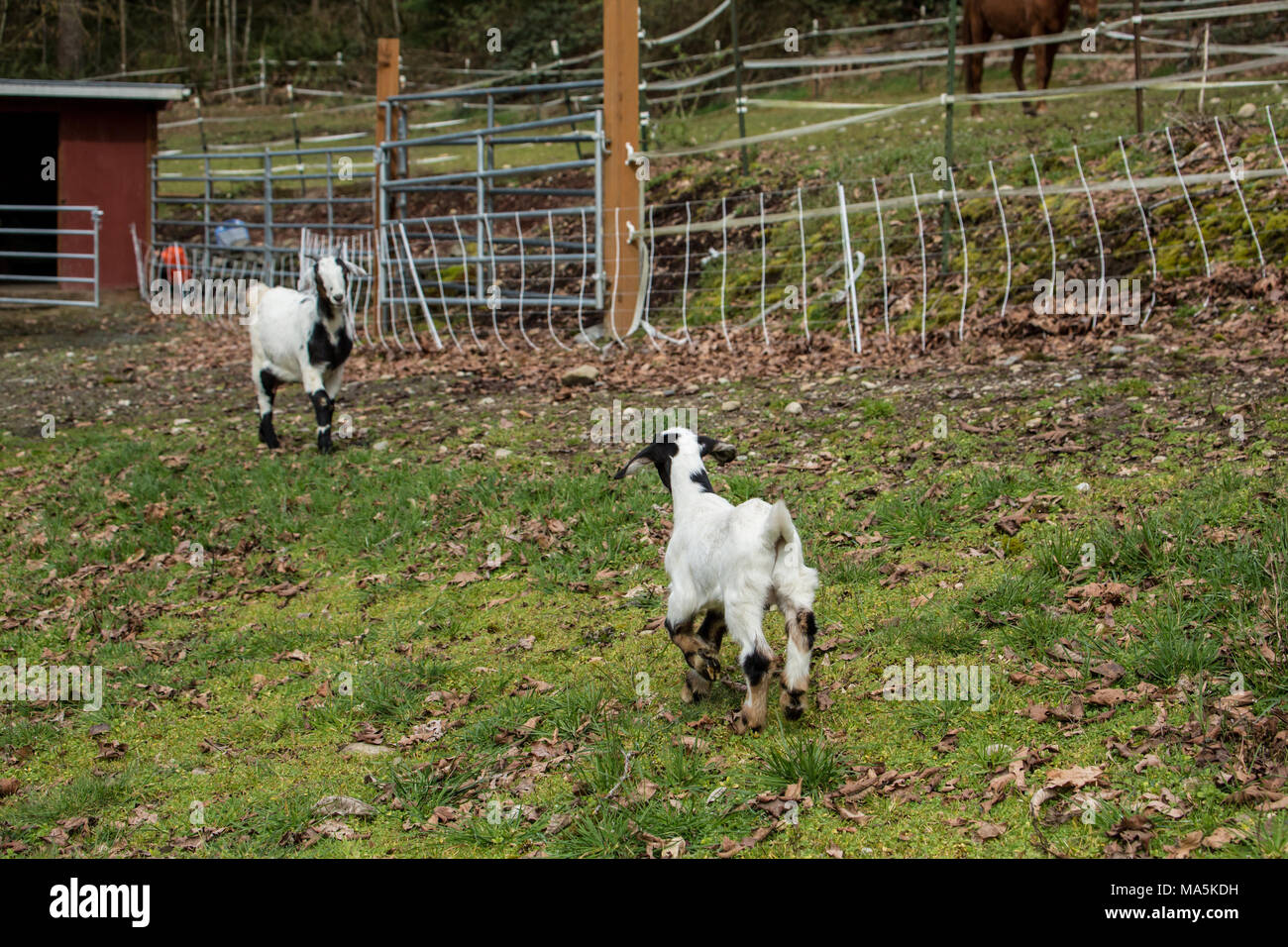 12 day old mixed breed Nubian and Boer goat kid nervous about being separated from his mother, running to her. Stock Photo