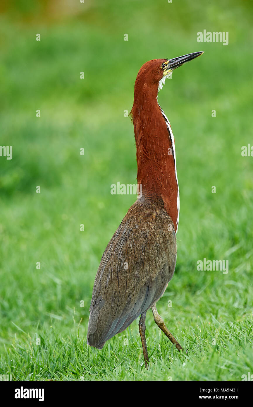 Rufescent Tiger-Heron (Tigrisoma lineatum), Araras Ecolodge, The ...