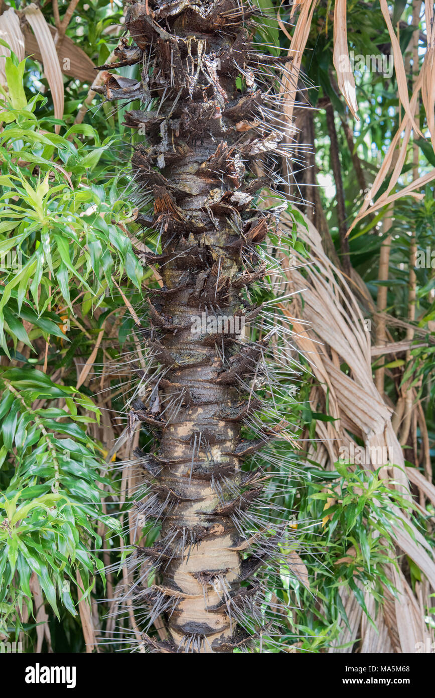Closeup of thorny spikes on tropical tree trunk in lush rainforest in