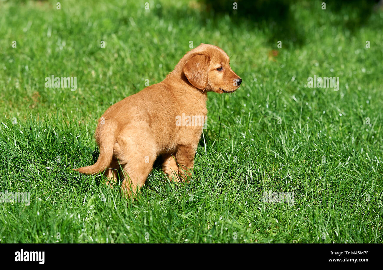 Canadian golden retriever puppy online