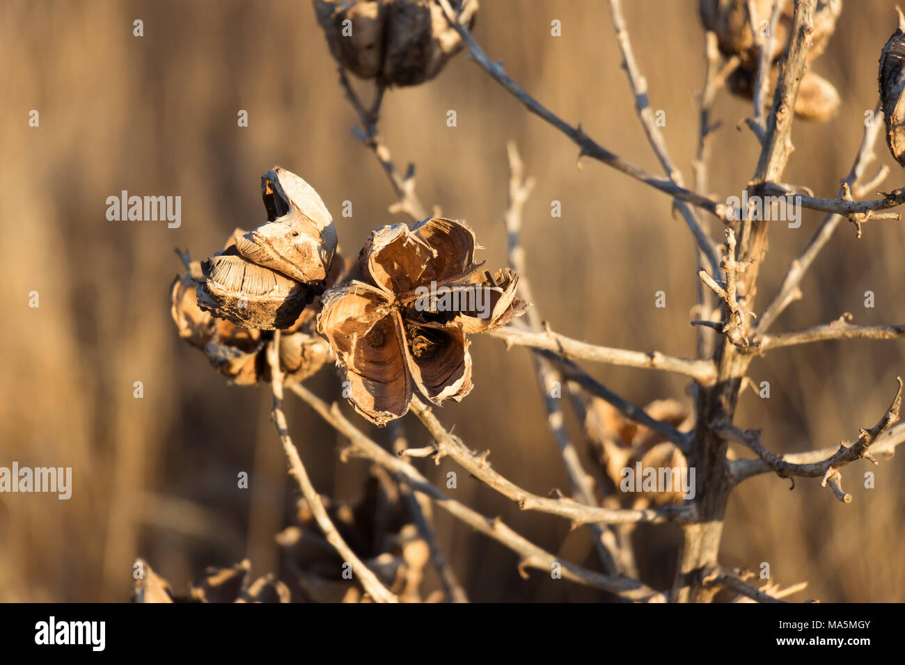 Desert plant hi-res stock photography and images - Alamy