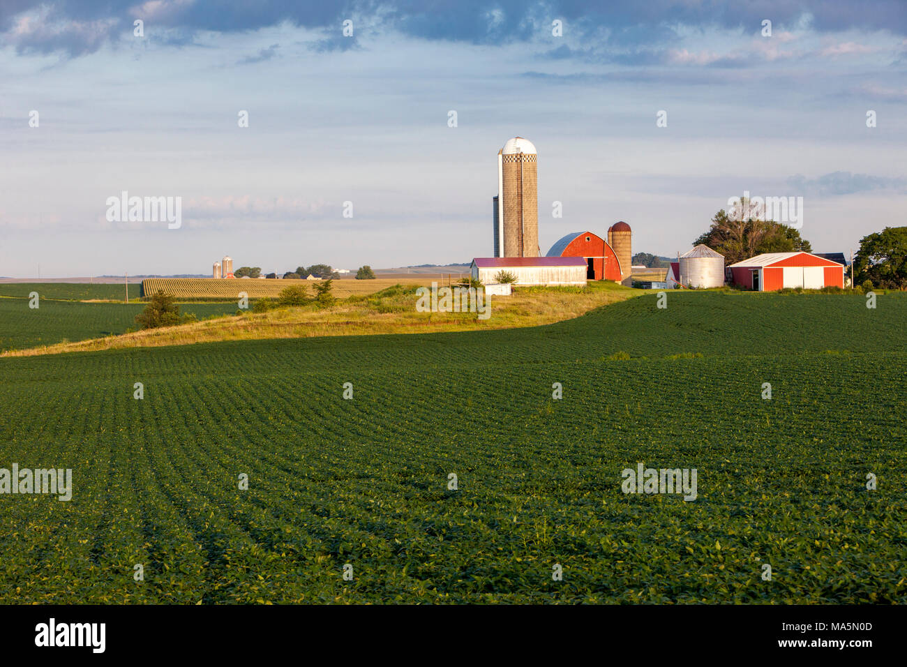 Corn Field Iowa High Resolution Stock Photography and Images Alamy
