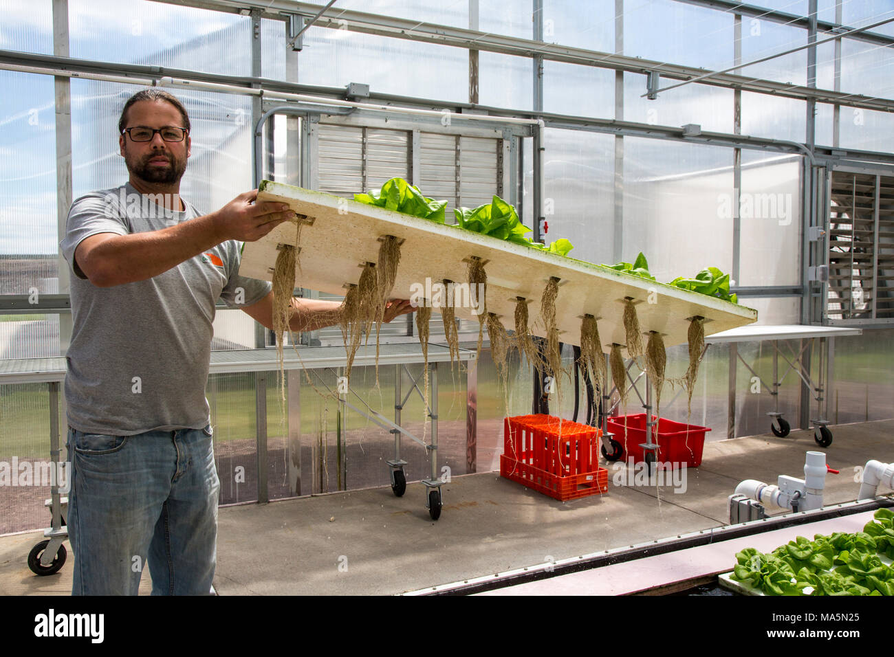 Hydroponic Agriculture, Cultivation of Lettuce, Showing Roots Underneath Growing Platform.  Dyersville, Iowa, USA. Stock Photo