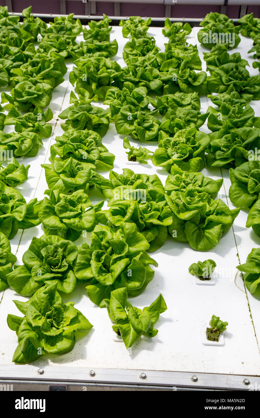 Hydroponic Agriculture, Cultivation of Lettuce.  Dyersville, Iowa, USA. Stock Photo