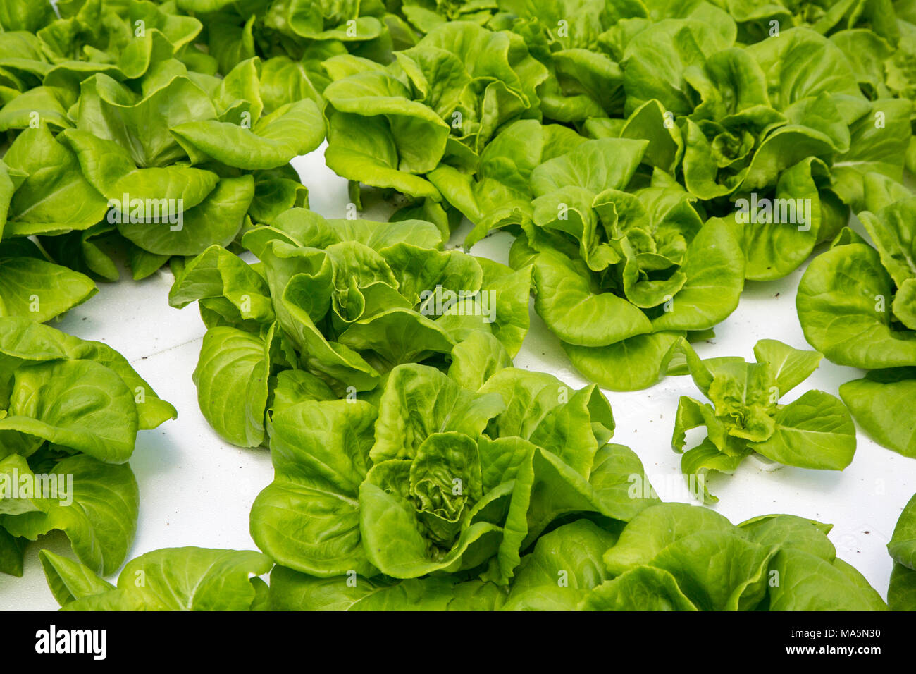 Hydroponic Agriculture, Cultivation of Lettuce. Dyersville, Iowa, USA