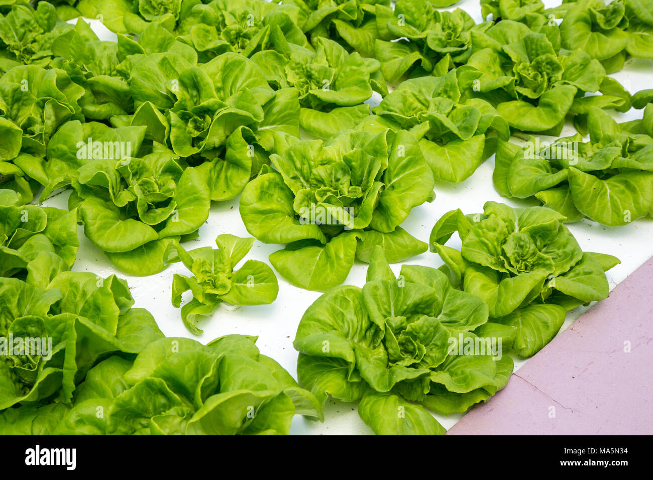 Hydroponic Agriculture, Cultivation of Lettuce.  Dyersville, Iowa, USA. Stock Photo