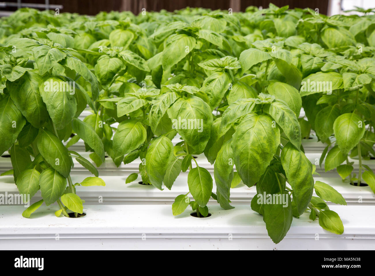 Hydroponic Agriculture, Cultivation of Basil.  Dyersville, Iowa, USA. Stock Photo